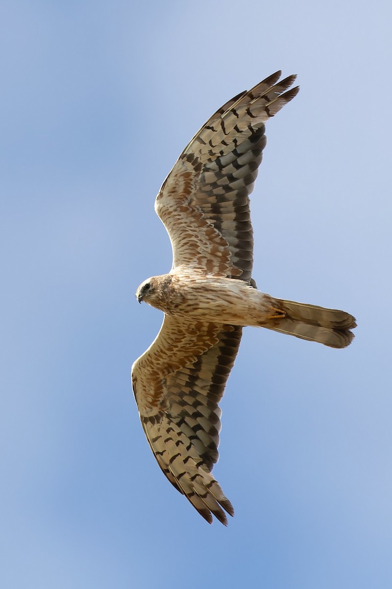 Montagu's Harrier - ML622905685