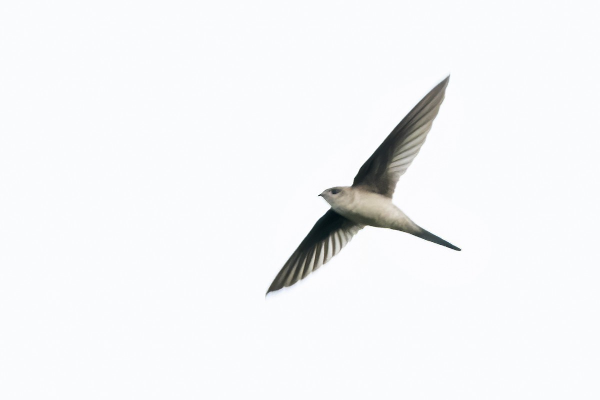 Asian Palm Swift - ML622905711