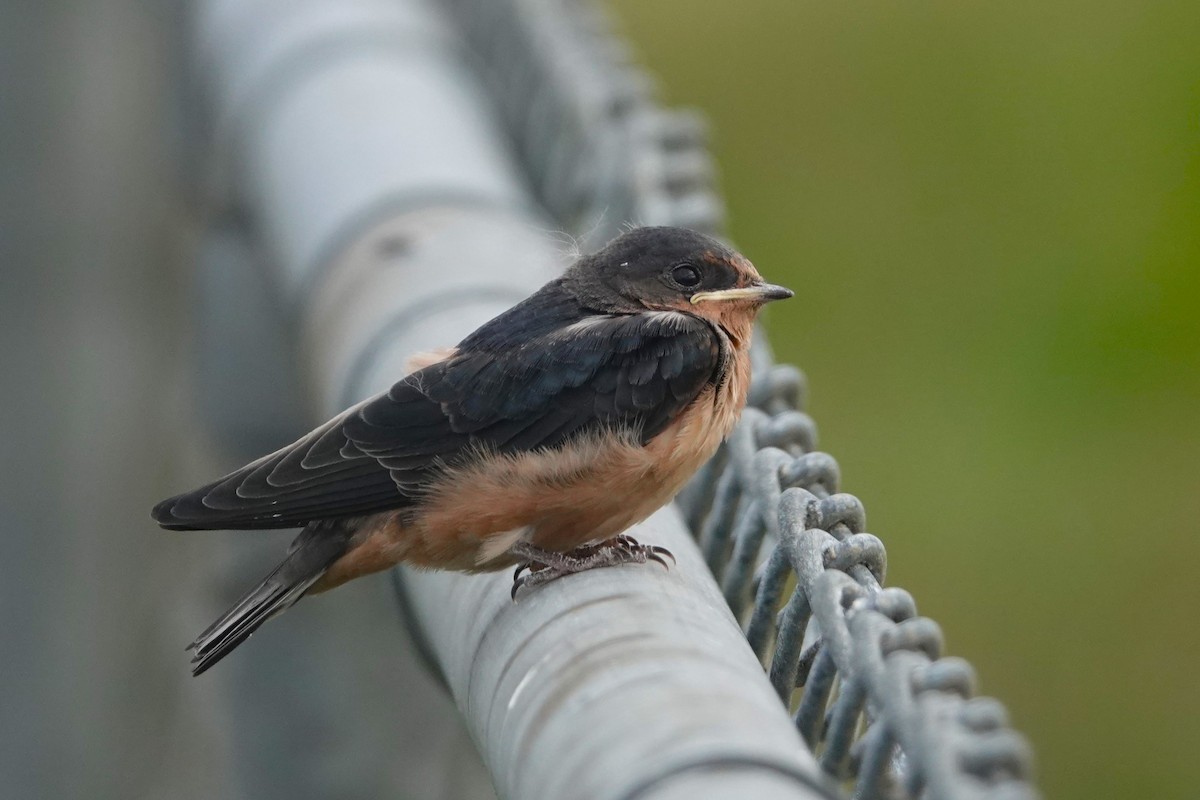 Barn Swallow - Cliff Cordy