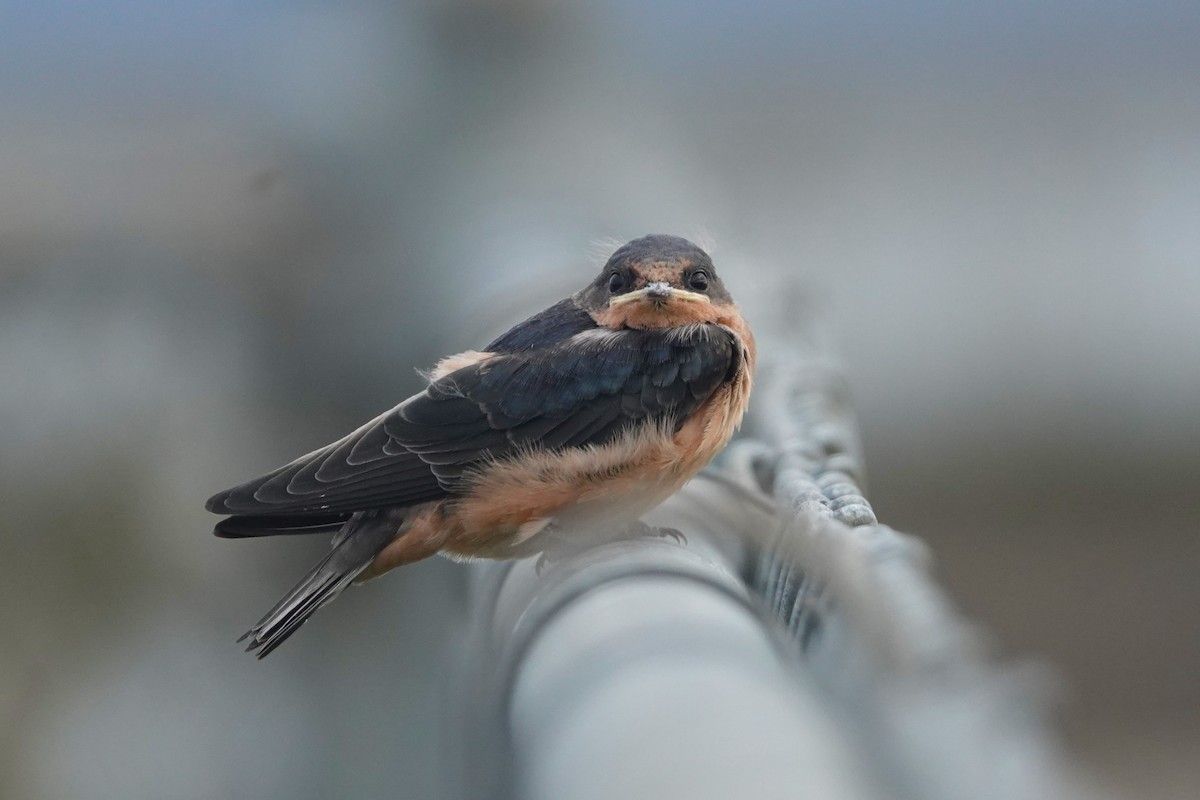 Golondrina Común - ML622905713