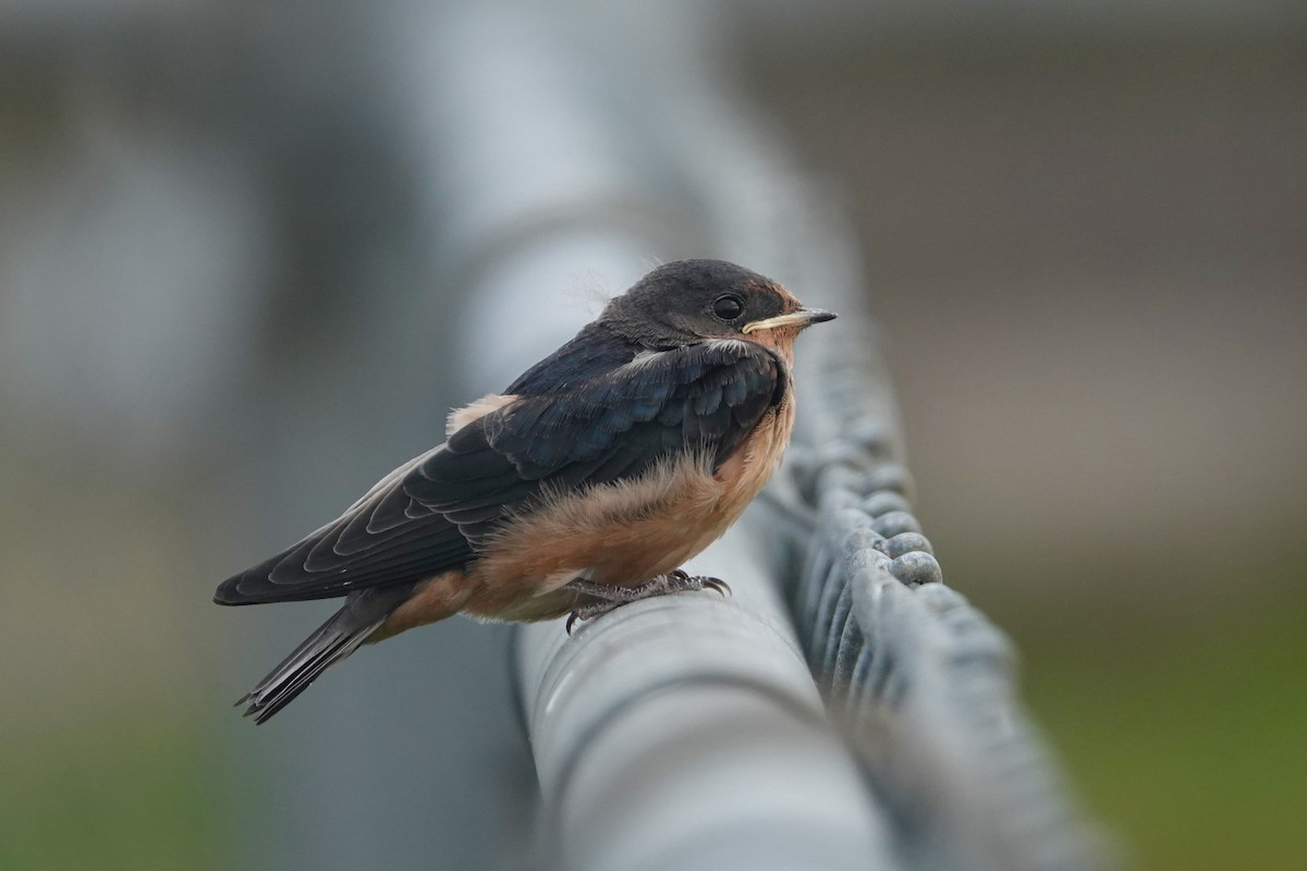 Golondrina Común - ML622905714