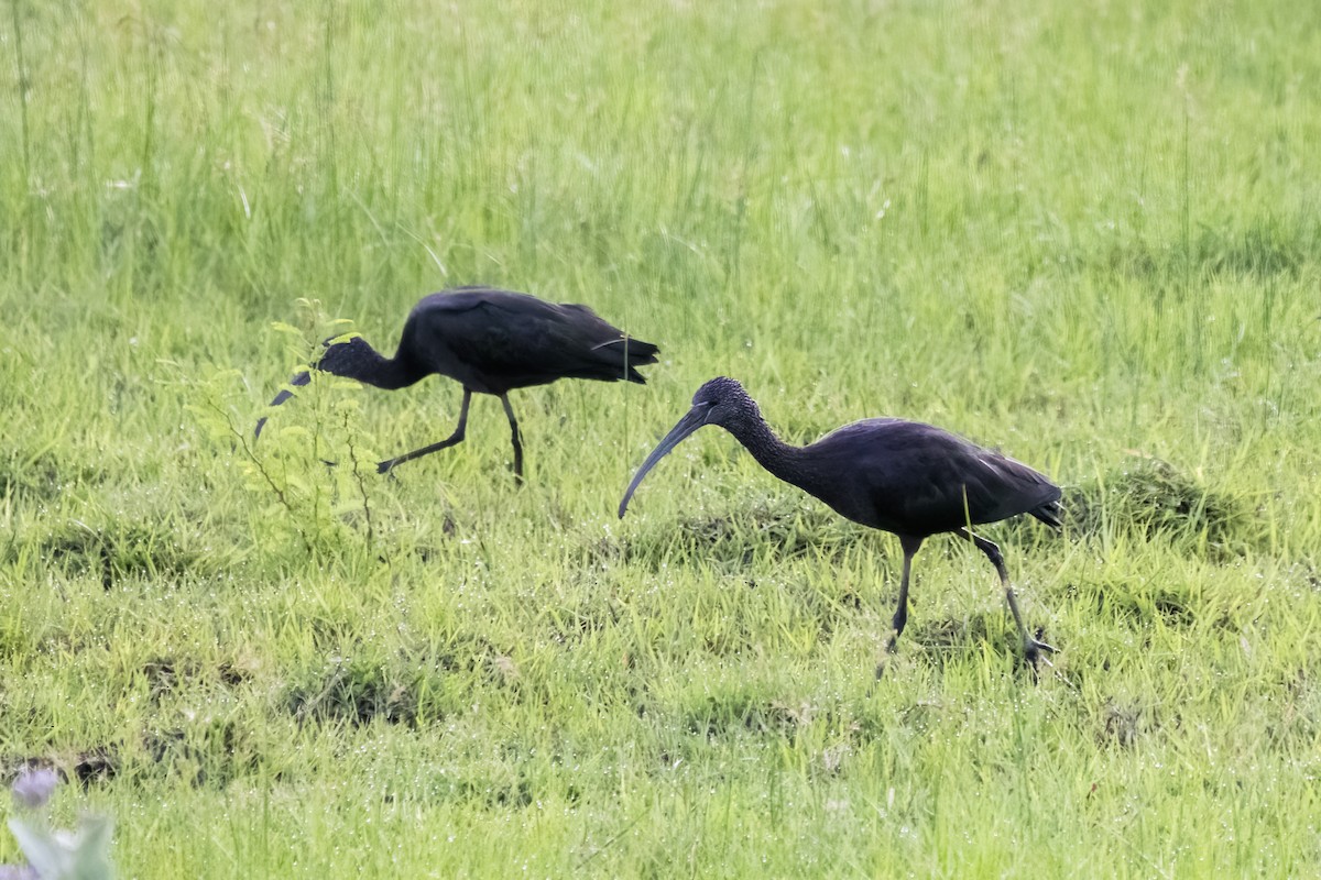 Glossy Ibis - ML622905721