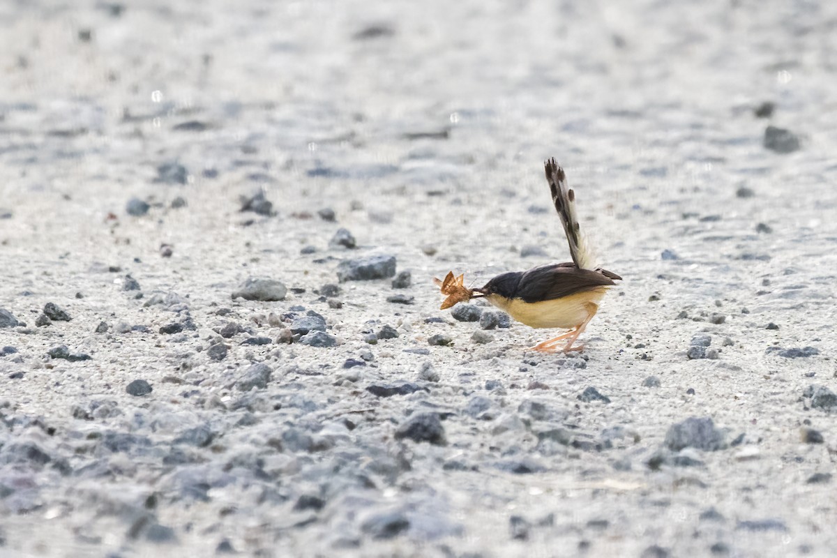 Ashy Prinia - ML622905735