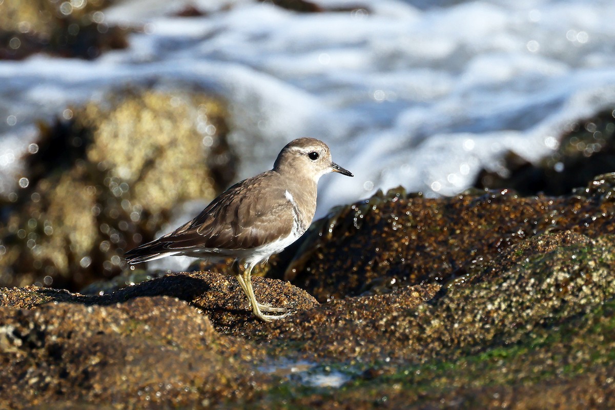 Rufous-chested Dotterel - ML622905737