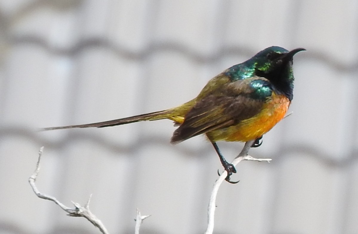 Orange-breasted Sunbird - ML622905748