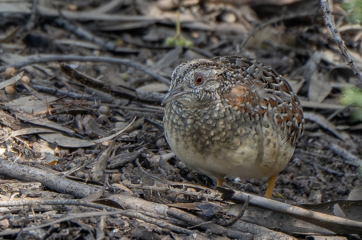 Painted Buttonquail - ML622905749