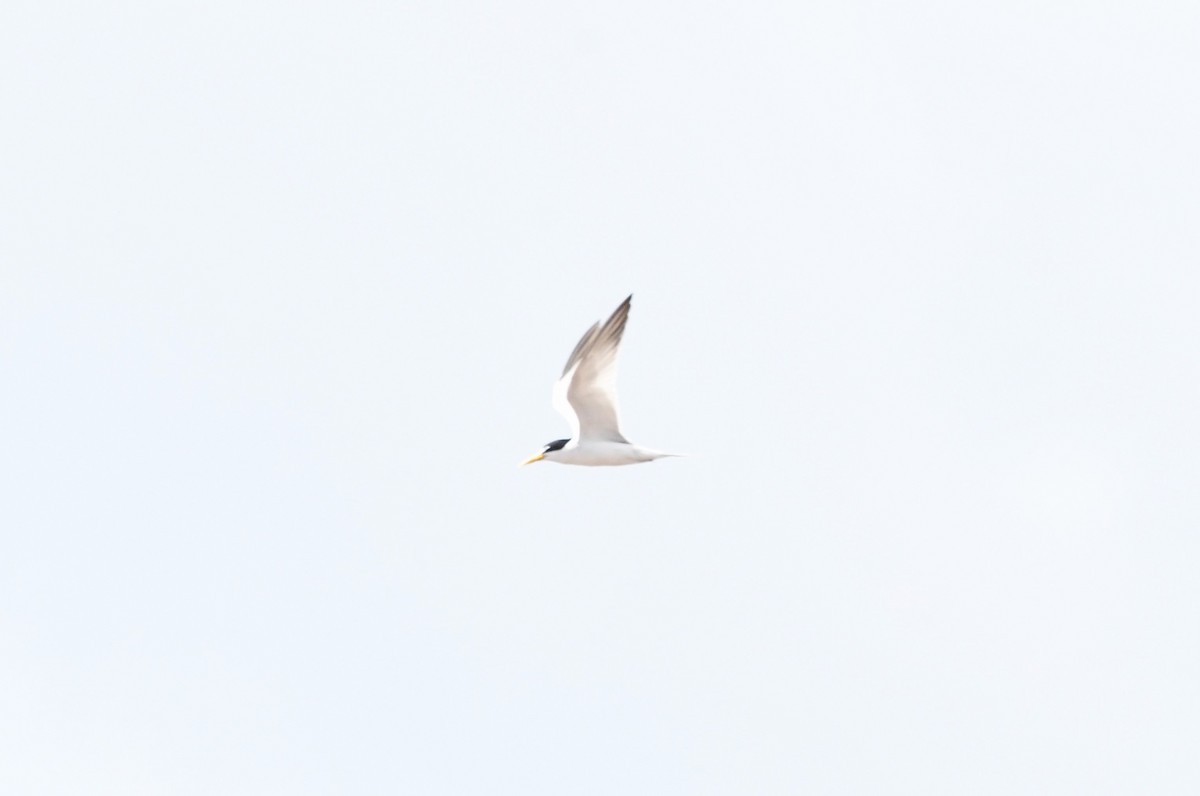 アマゾンアジサシ - ML622905759