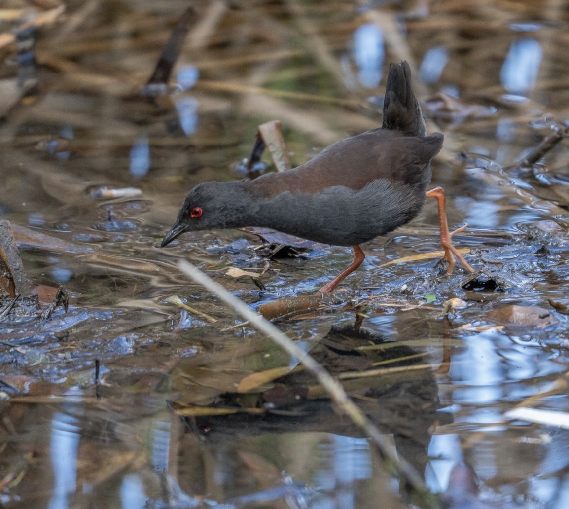 Spotless Crake - ML622905765