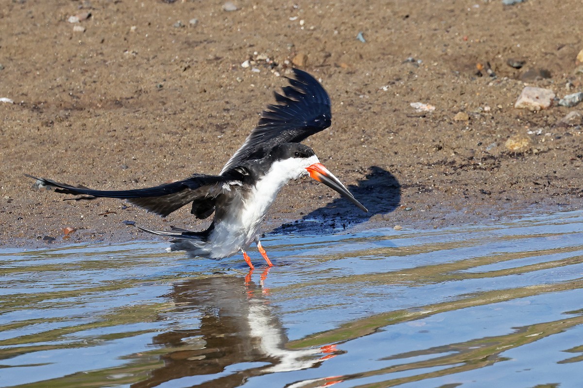 Black Skimmer - ML622905769