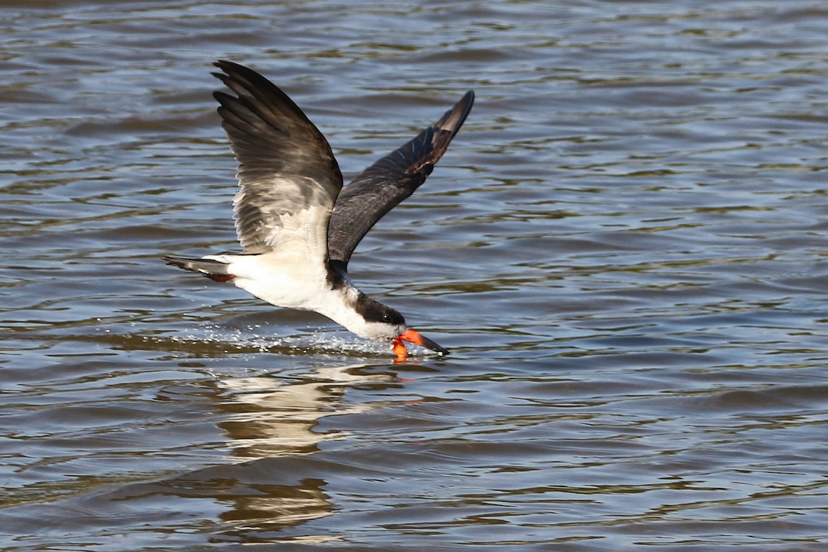 Black Skimmer - ML622905771