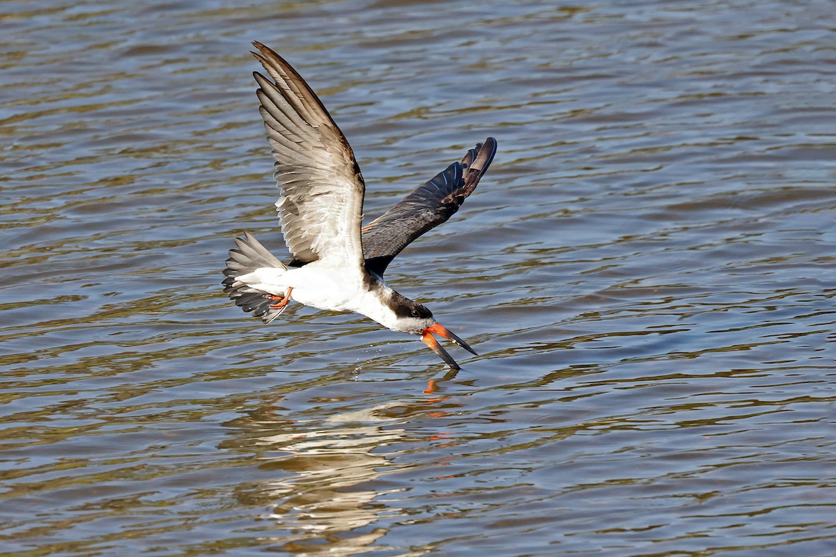 Black Skimmer - ML622905772