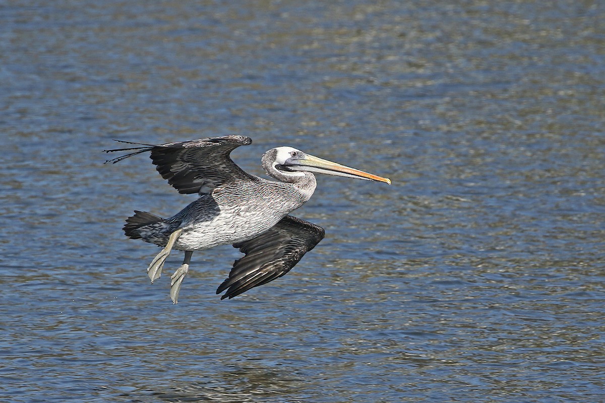 Peruvian Pelican - ML622905779