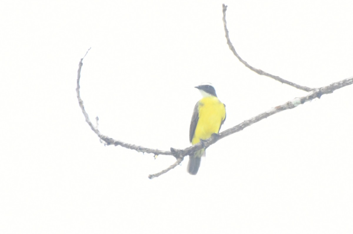 Rusty-margined Flycatcher - ML622905781