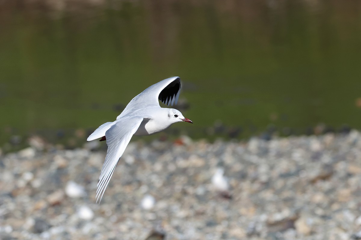 Brown-hooded Gull - ML622905790