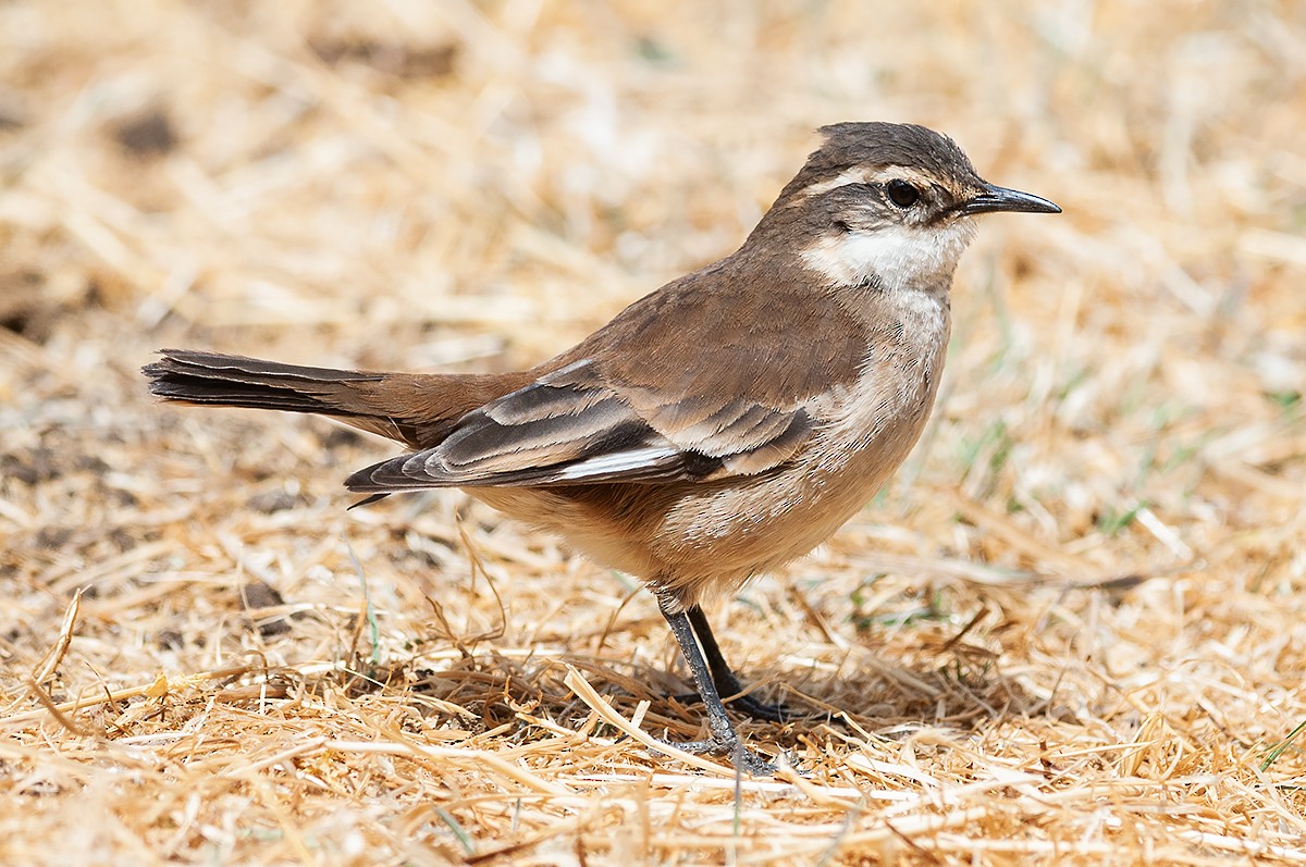 Cream-winged Cinclodes - ML622905797