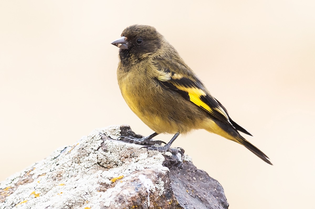 Hooded Siskin - ML622905807