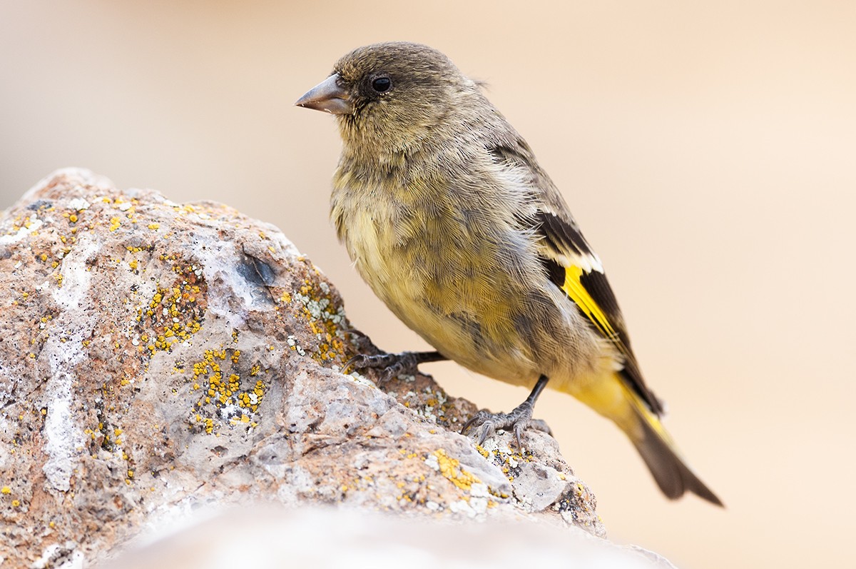 Hooded Siskin - ML622905808