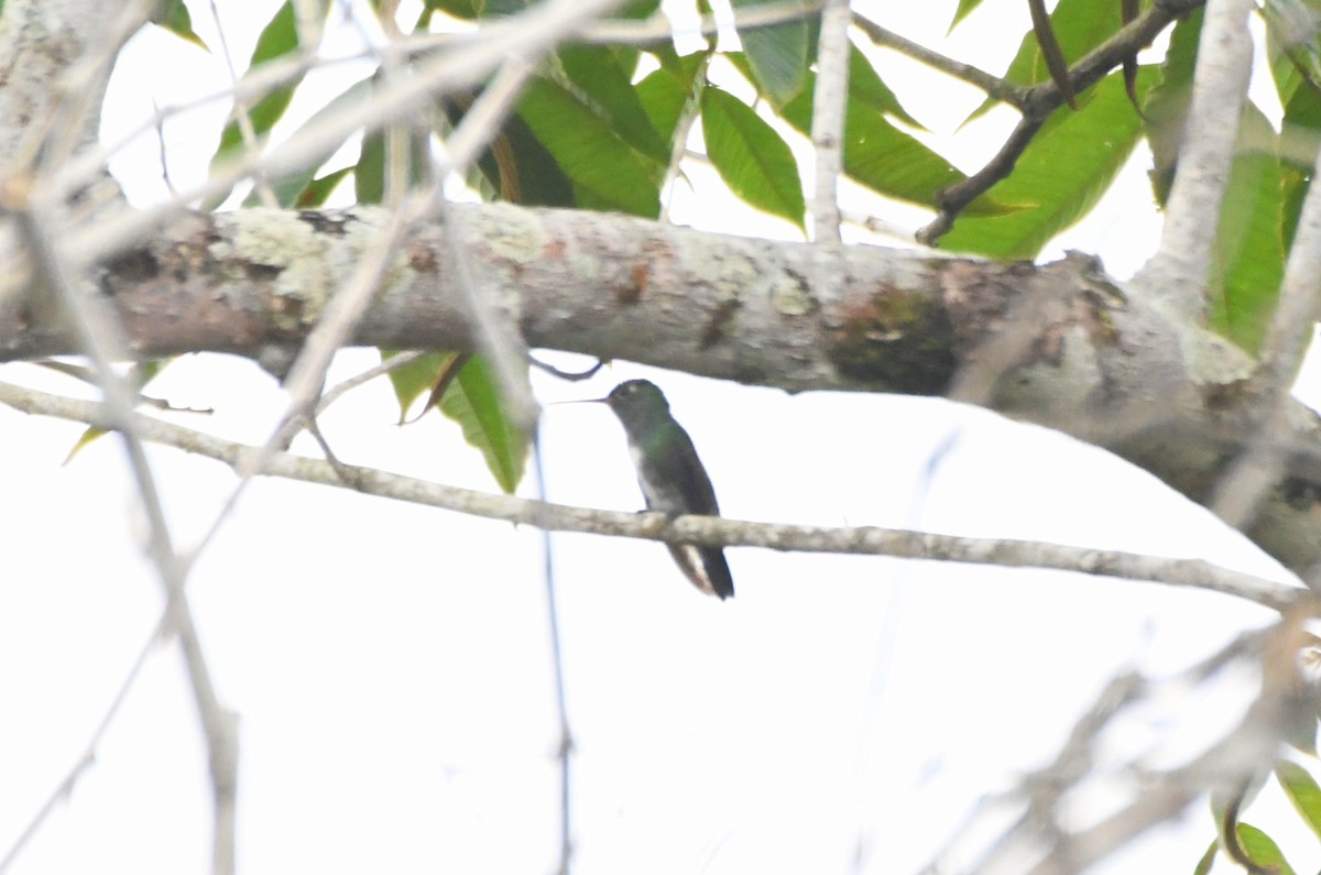 hummingbird sp. - Sara Newman