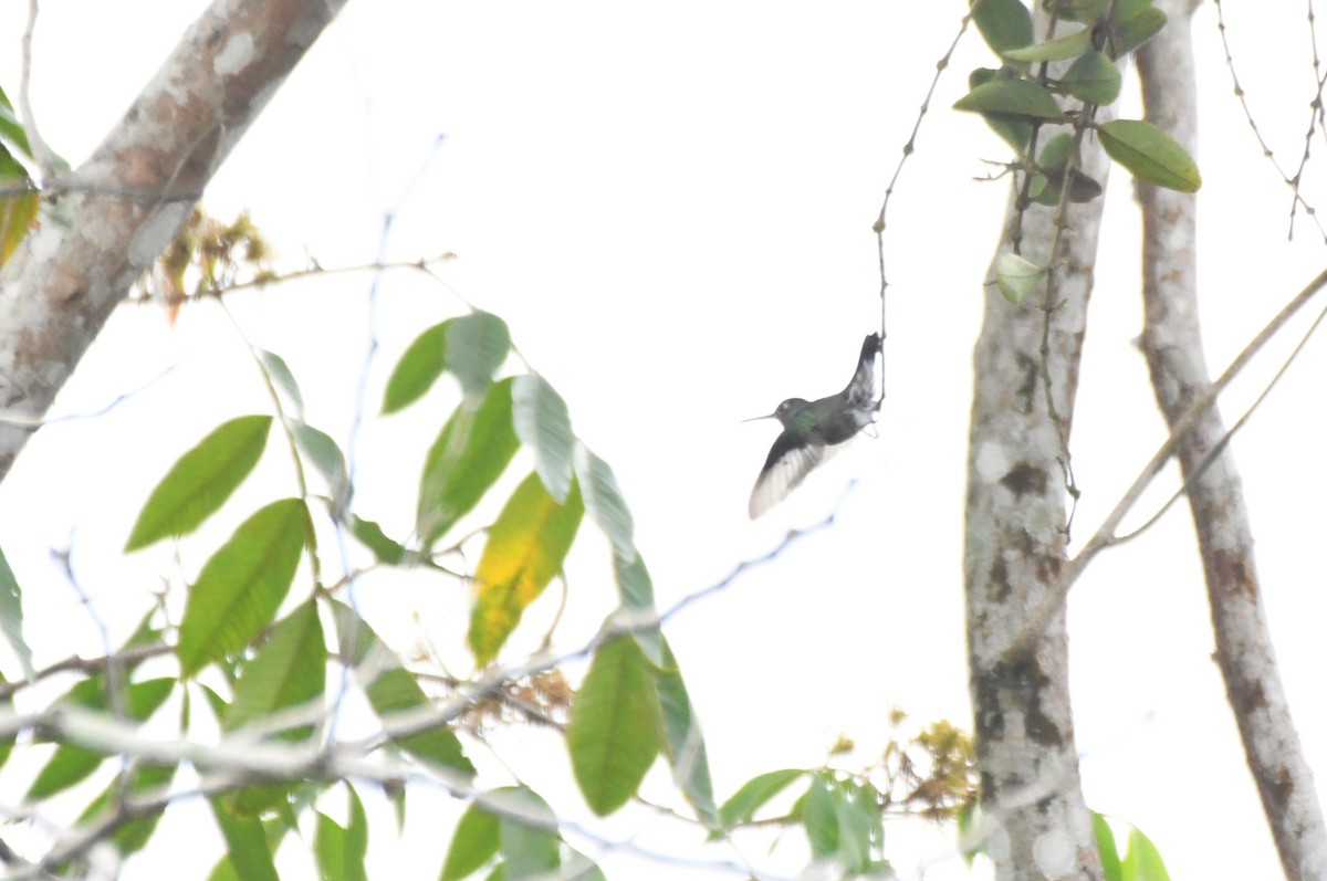 hummingbird sp. - Sara Newman