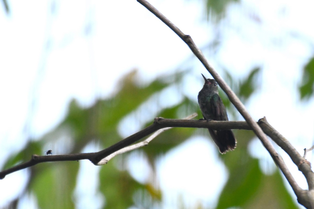 hummingbird sp. - Sara Newman