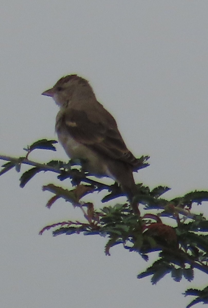 Yellow-throated Sparrow - ML622905815