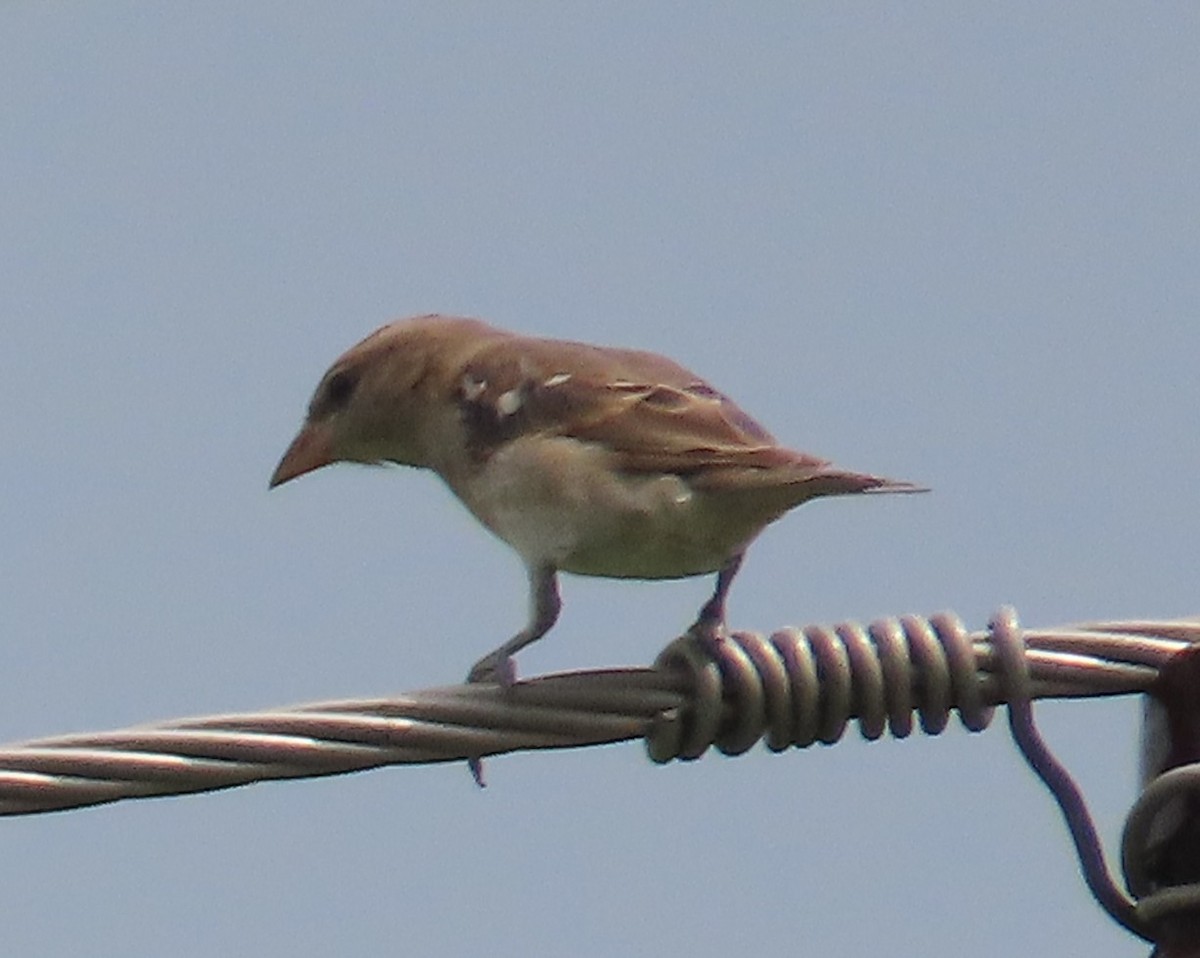 Yellow-throated Sparrow - ML622905816