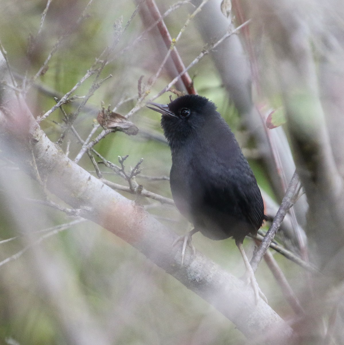 Dusky Tapaculo - ML622905817