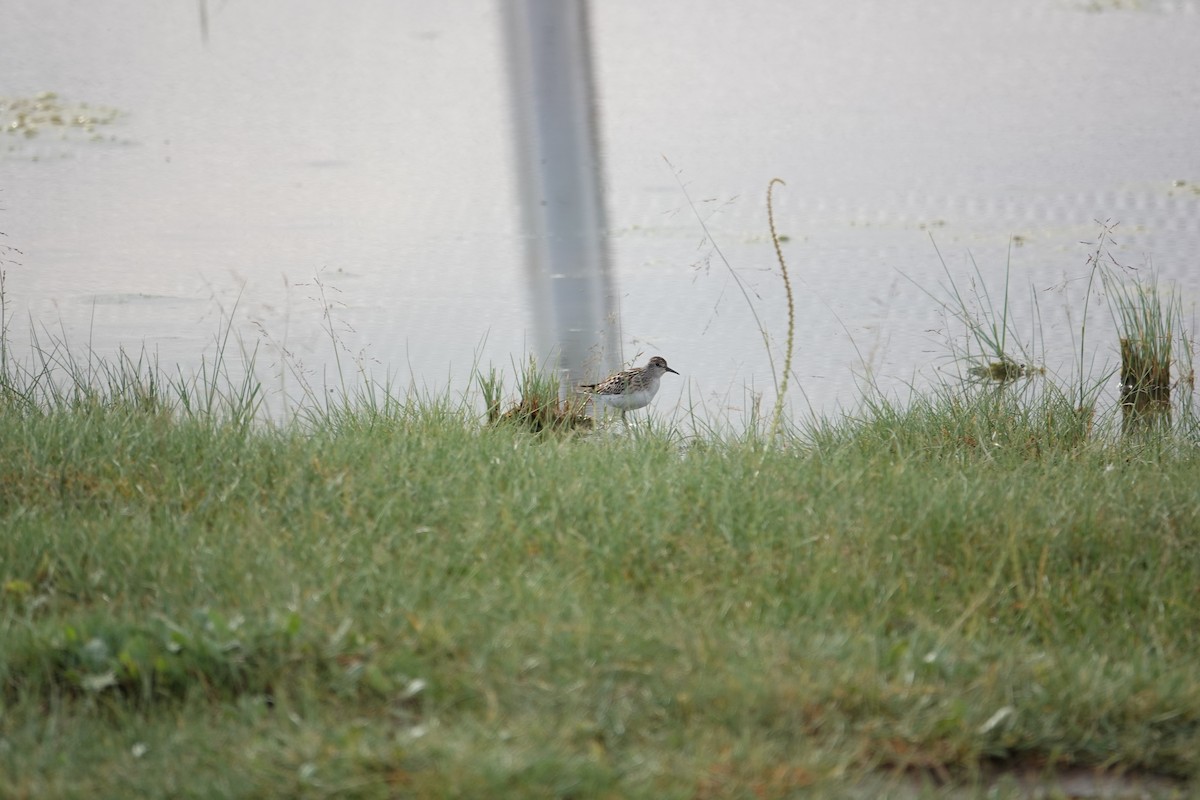 Long-toed Stint - ML622905819