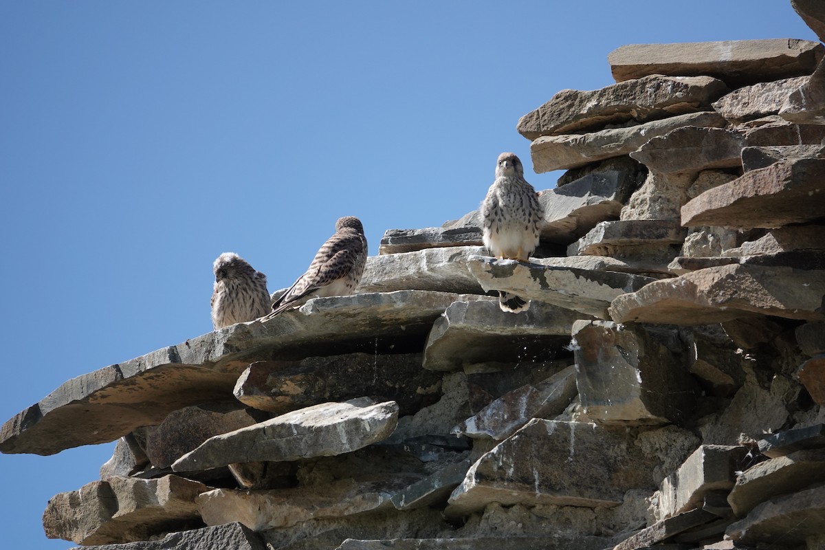 Eurasian Kestrel - ML622905829