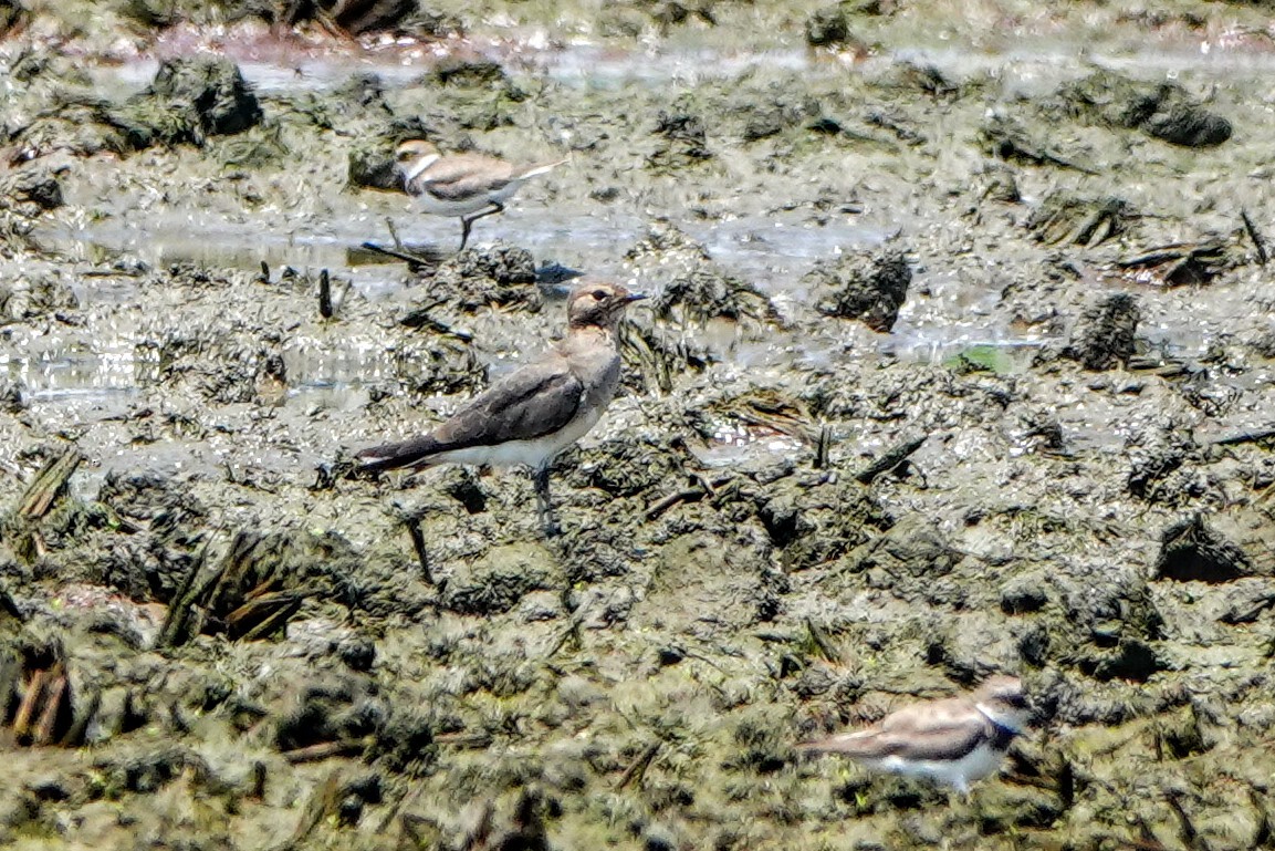 Oriental Pratincole - Haofeng Shih