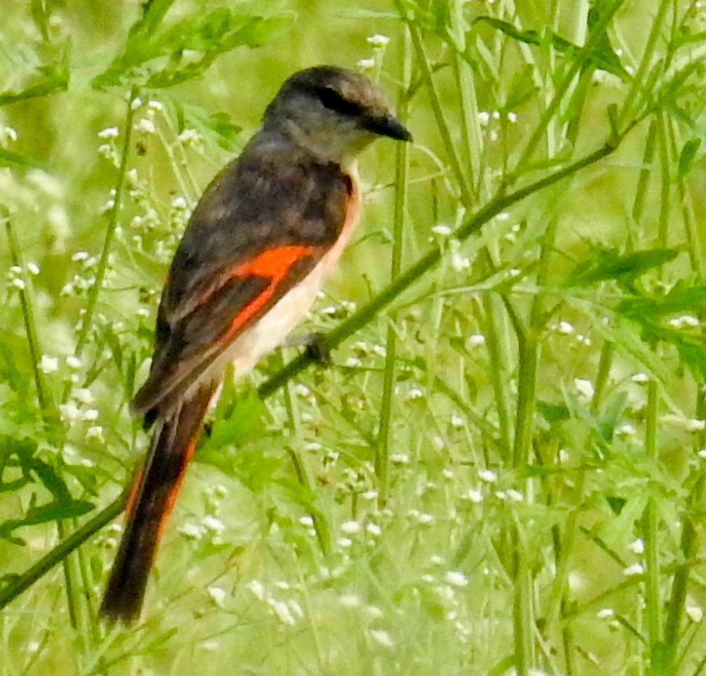 Rosy Minivet - ML622905834