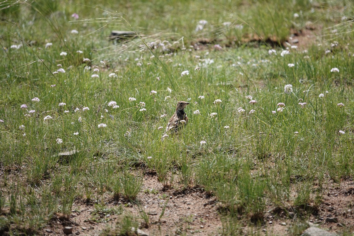 Mongolian Lark - ML622905840