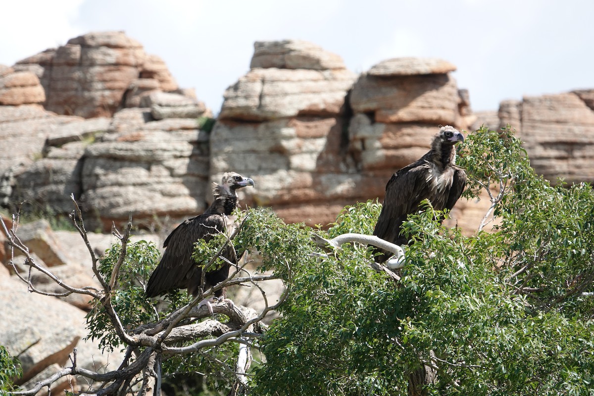 Cinereous Vulture - ML622905848