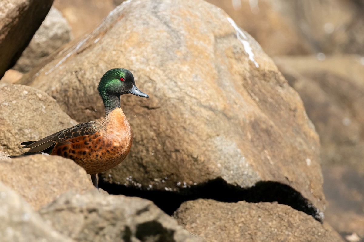 Chestnut Teal - ML622905913