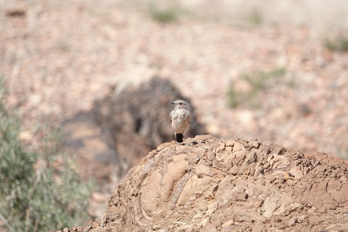 Desert Wheatear - ML622905915