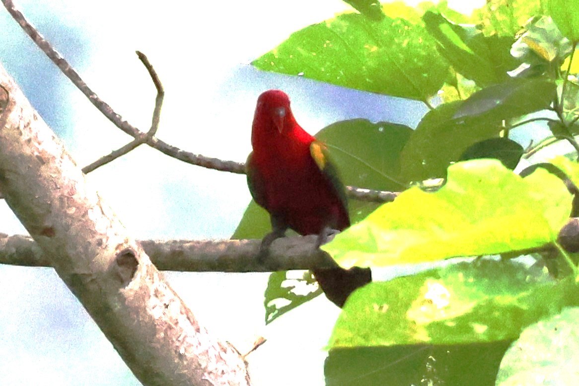 Chattering Lory - ML622905939