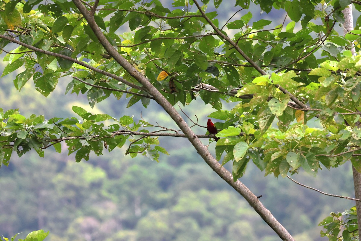Chattering Lory - ML622905940
