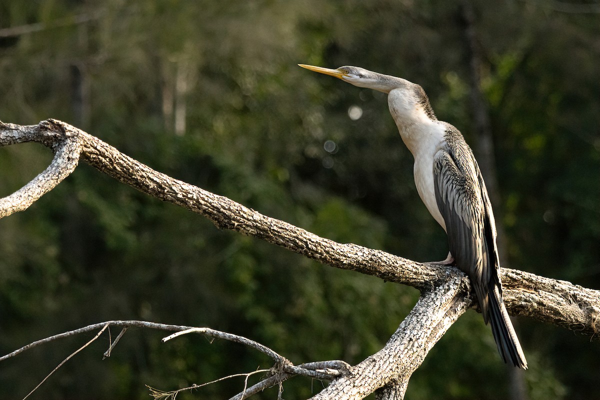 Austral-Schlangenhalsvogel - ML622905942