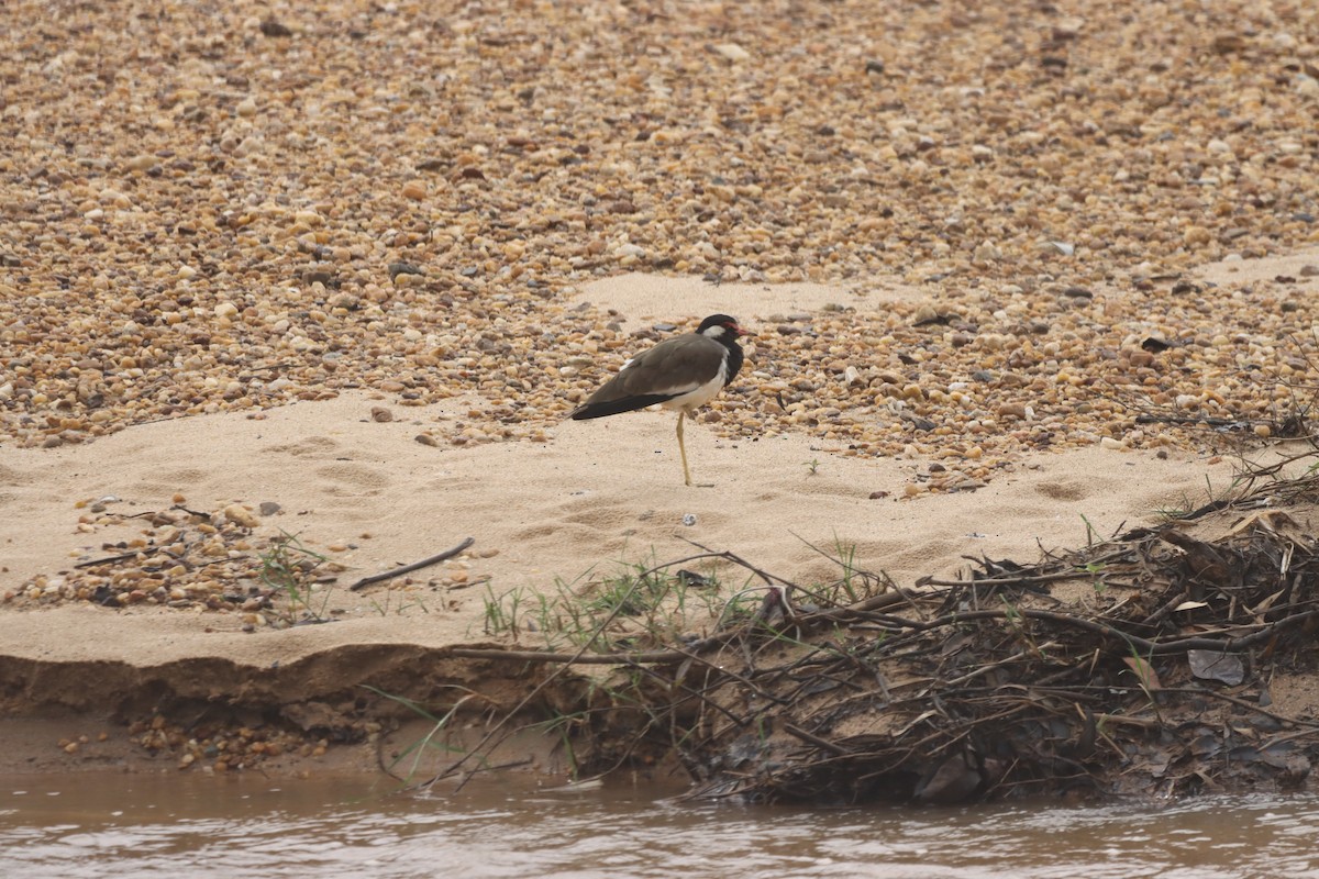 Red-wattled Lapwing - PRABHAKAR GUJJARAPPA