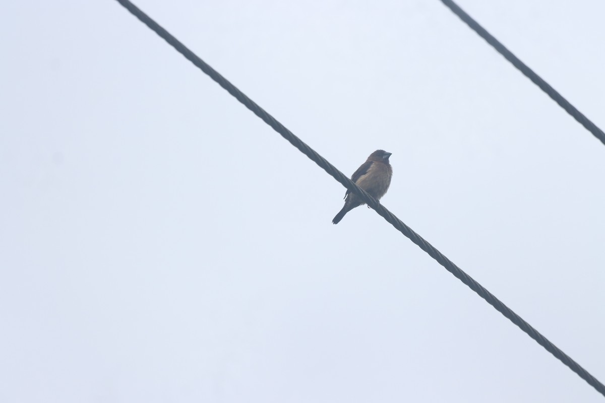 Black-throated Munia - ML622905969