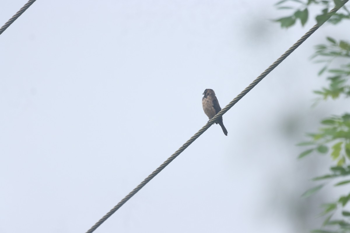 Black-throated Munia - ML622905970