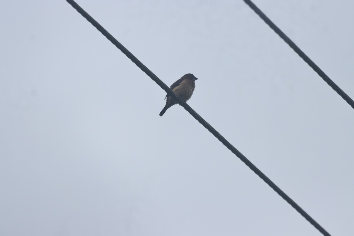 Black-throated Munia - PRABHAKAR GUJJARAPPA