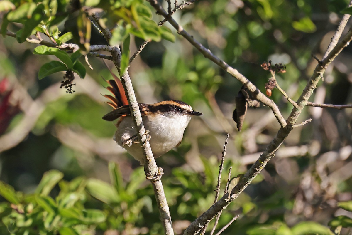 Thorn-tailed Rayadito - ML622905974