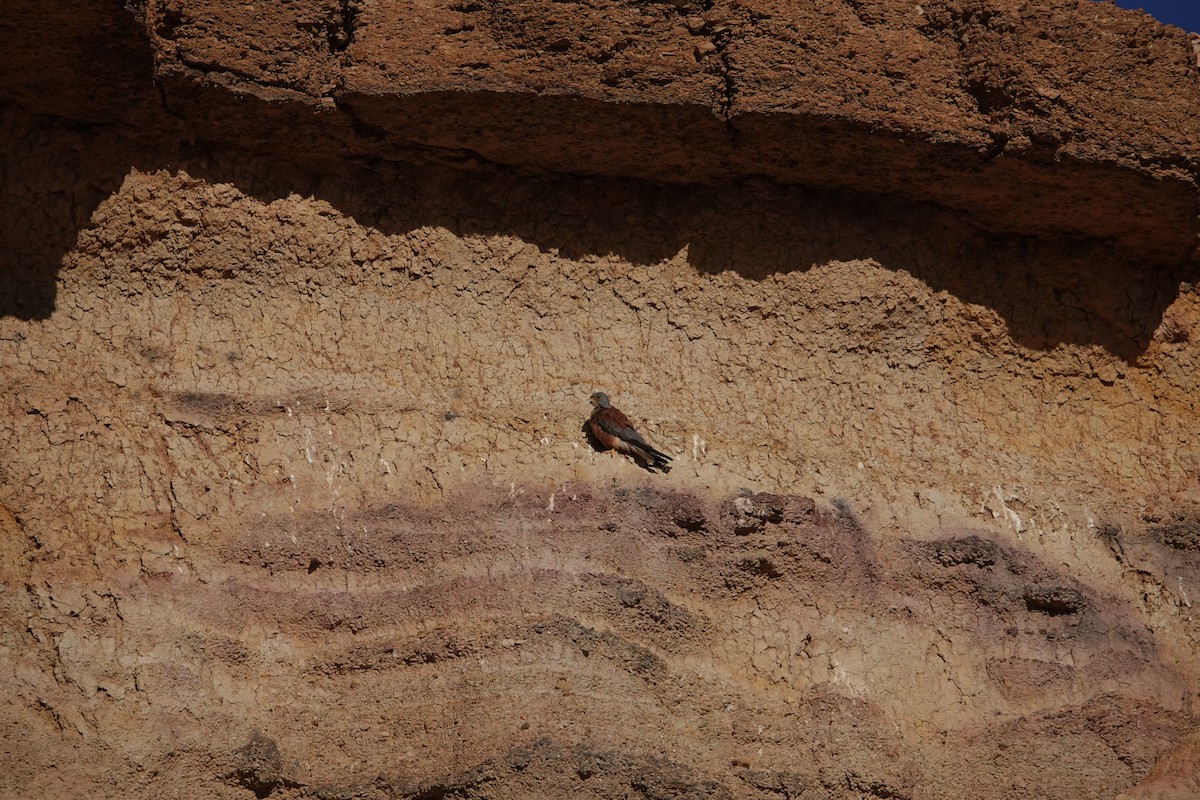 Lesser Kestrel - ML622905975