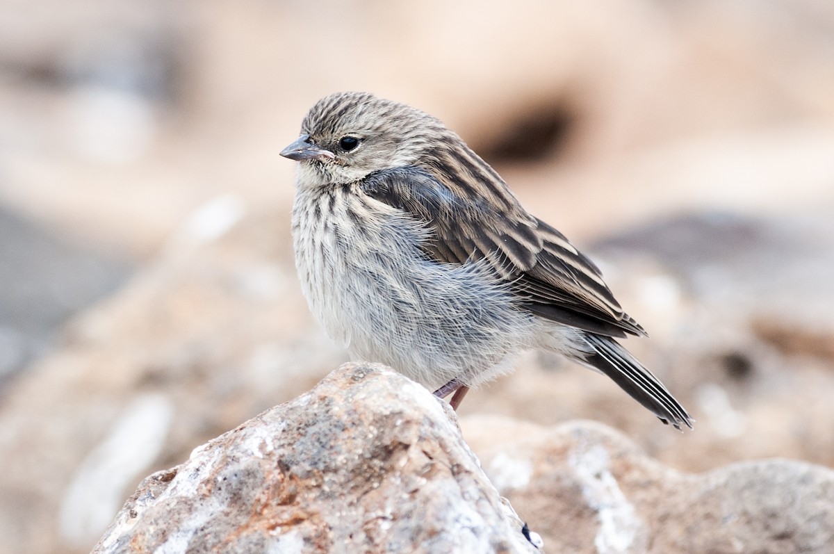 Ash-breasted Sierra Finch - ML622905983