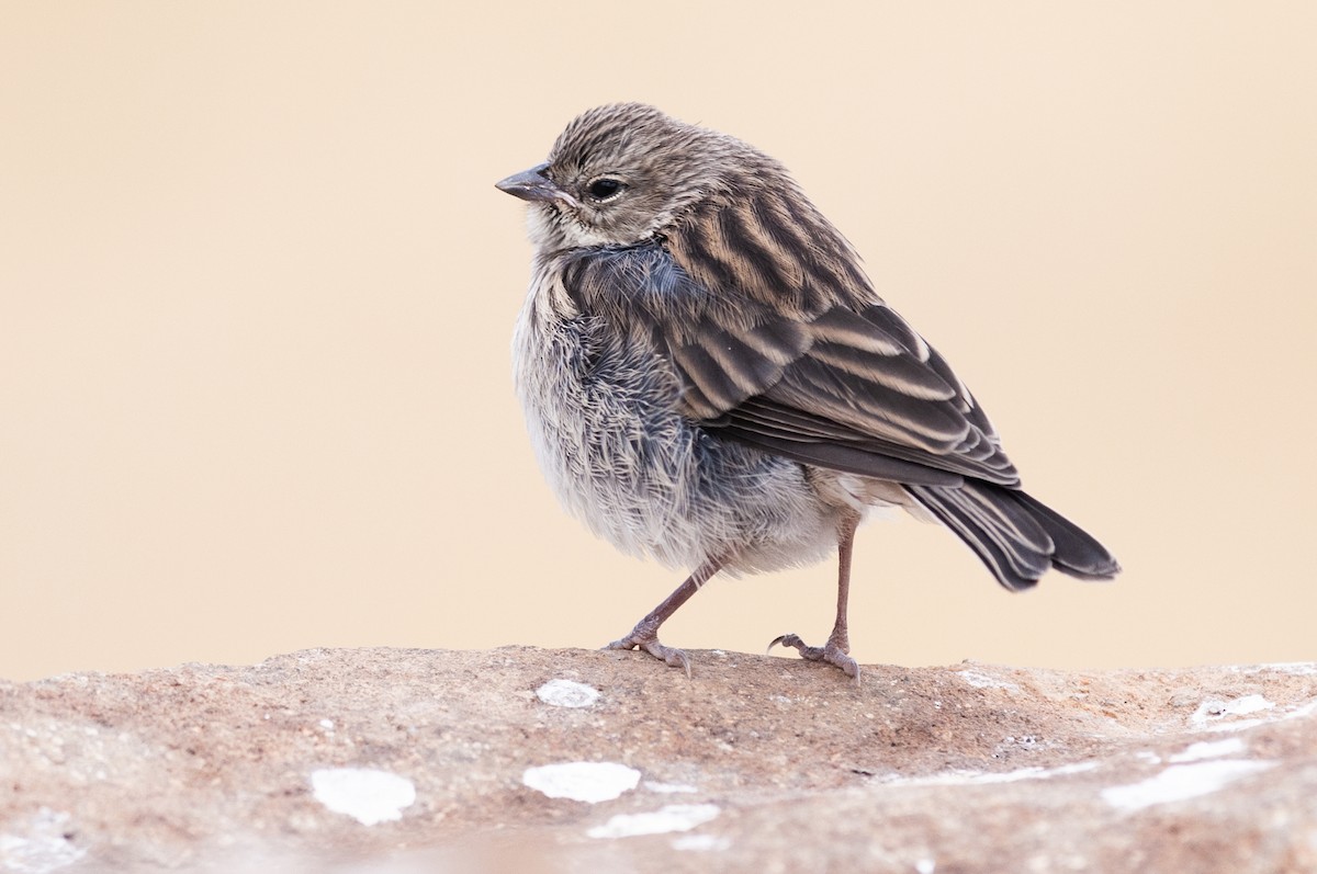 Ash-breasted Sierra Finch - ML622905984