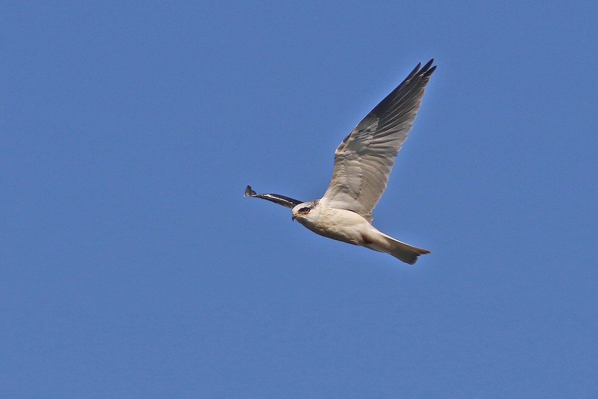 White-tailed Kite - ML622906016