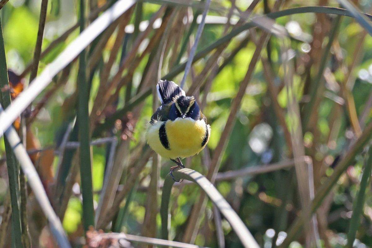 Many-colored Rush Tyrant - ML622906039