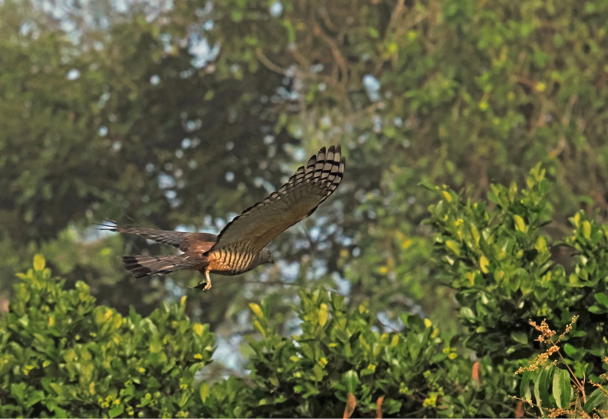 Pacific Baza - ML622906086