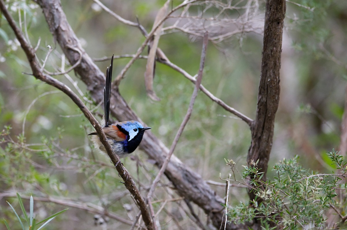 Variegated Fairywren - ML622906098